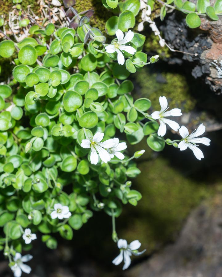 Arenaria bertolonii / Arenaria di Bertoloni